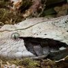 Staten Island Man Decapitates His Poisonous Pet Snake After It Bites Him
